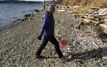 A COASST intern paces the width of a narrow Puget Sound beach